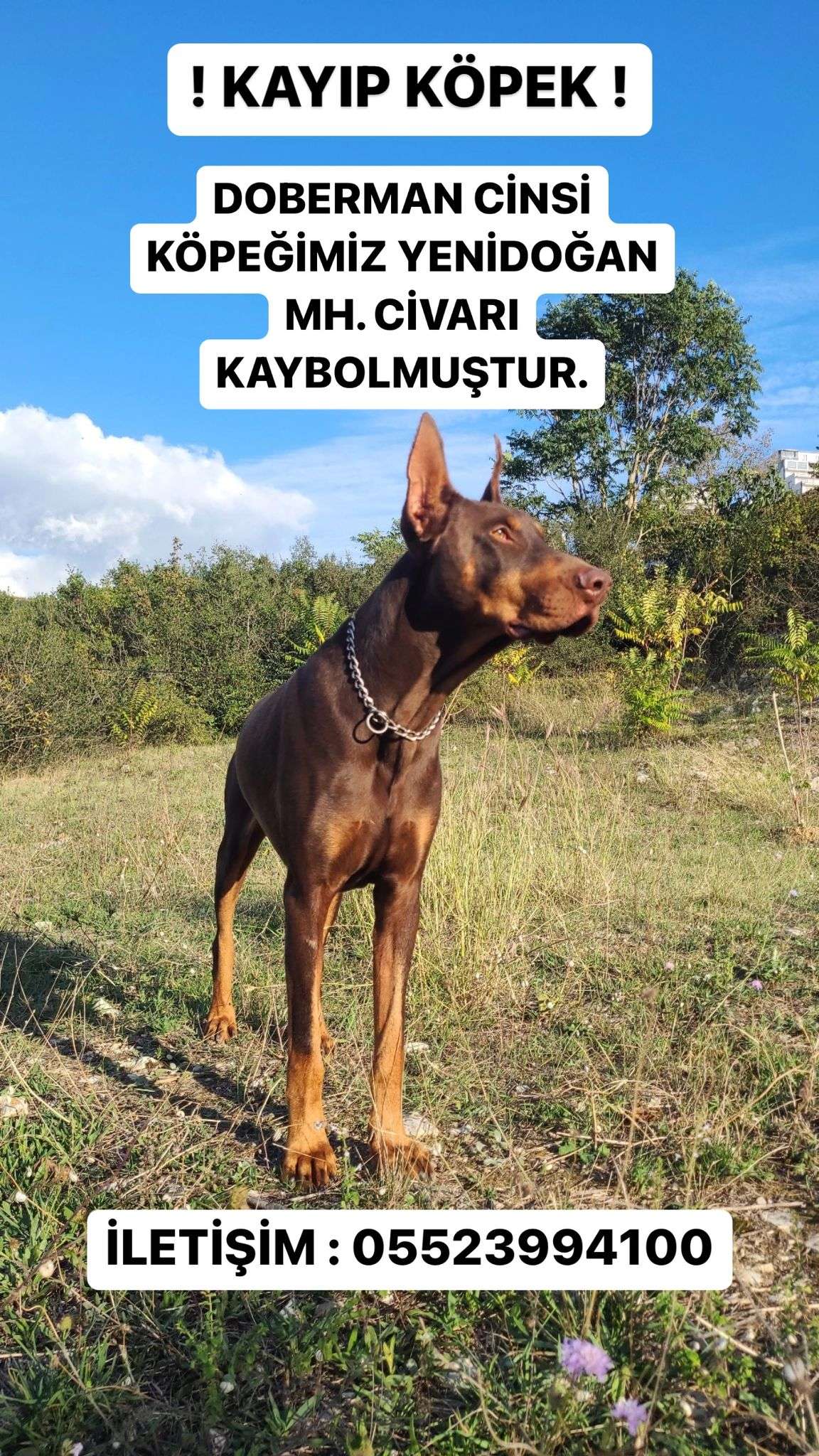 Doberman cinsi köpeğimiz kayıp..