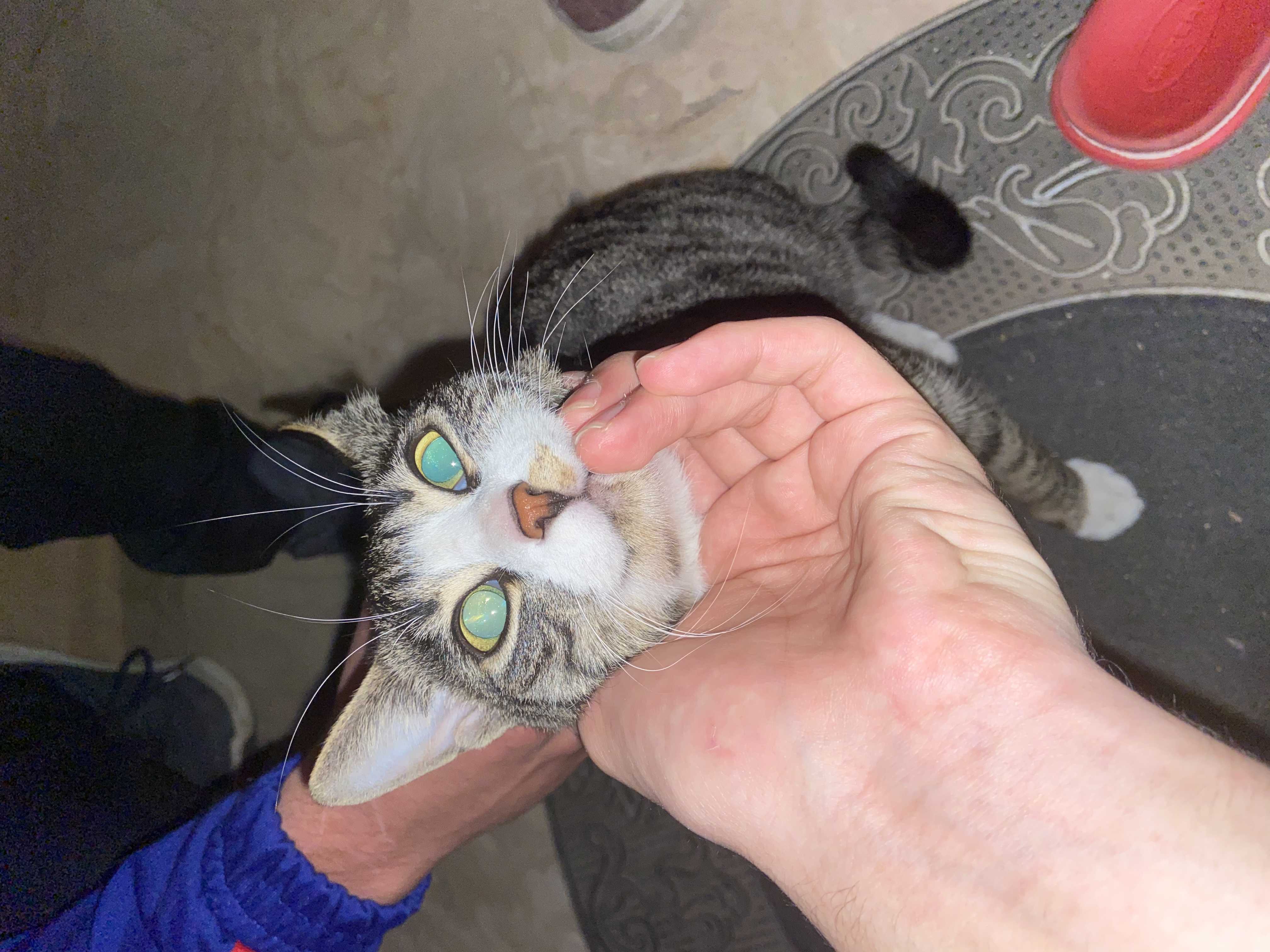 Karataş civarı kedi İlanı 5036 Gören Duyan