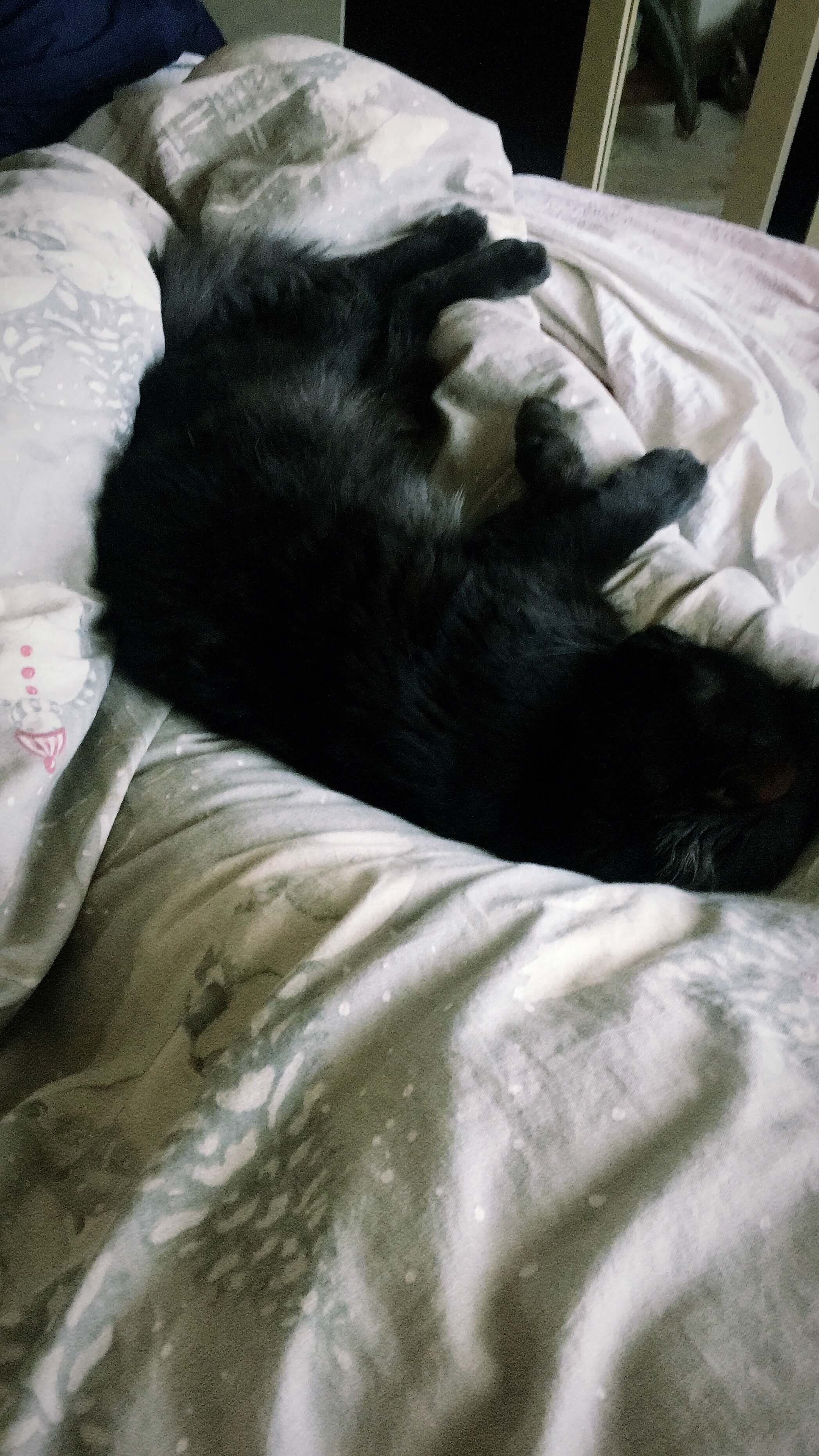 Kayıp kedi Ankara İlanı 1528 Gören Duyan