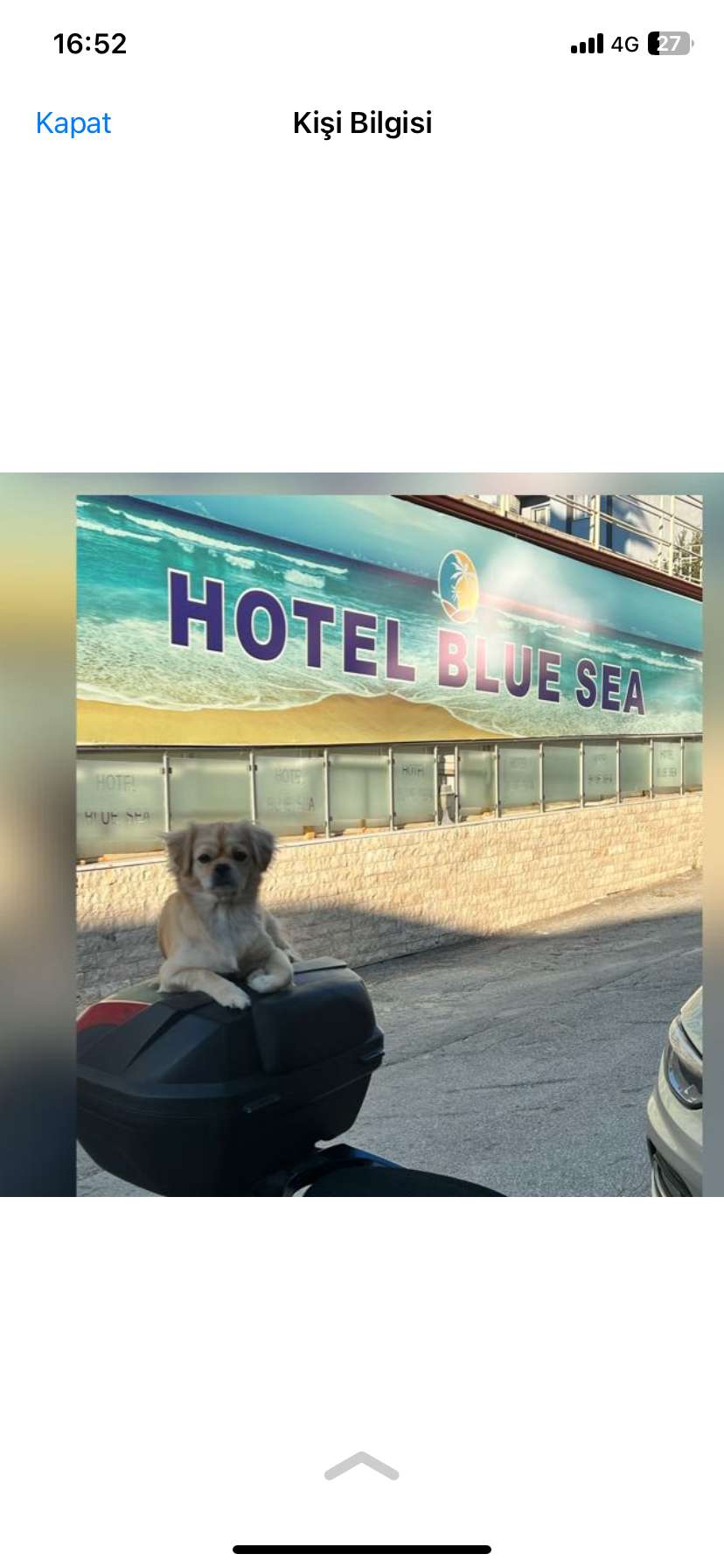  pekinez köpeğim Kimba Kadınlar denizinde hotel Bluesea önünden kayıp oldu bulana ödül verilecektir