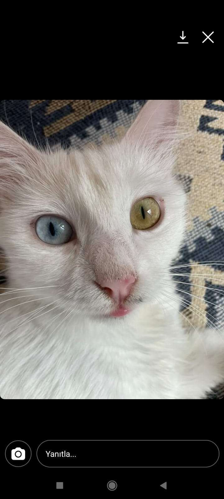 Van kedisi beyaz bi gözü mavi bi gözü sarı 