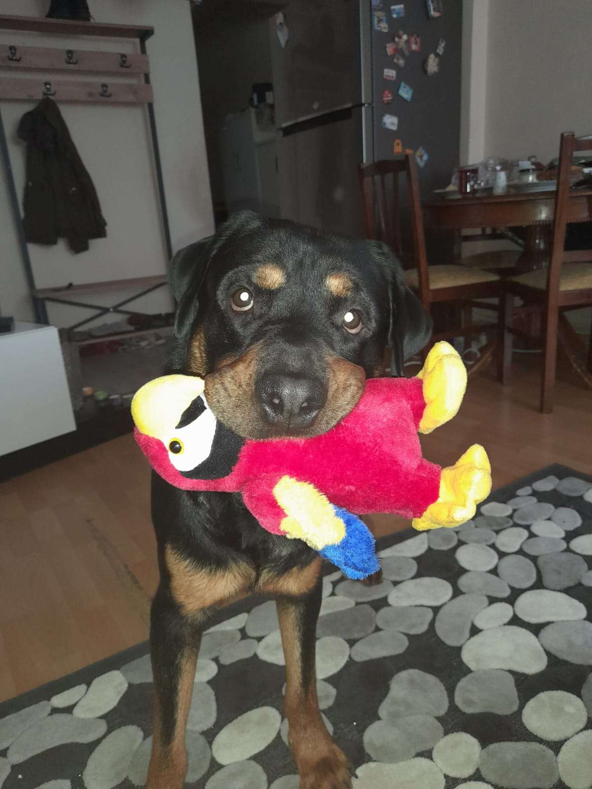 Kayıp rottweiler