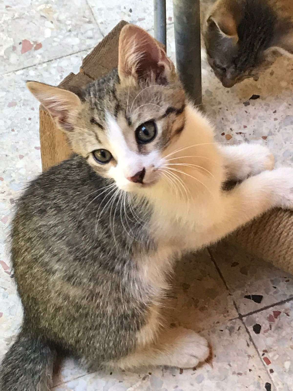 Kayıp Yavru Erkek Kedi İlanı 6513 Gören Duyan