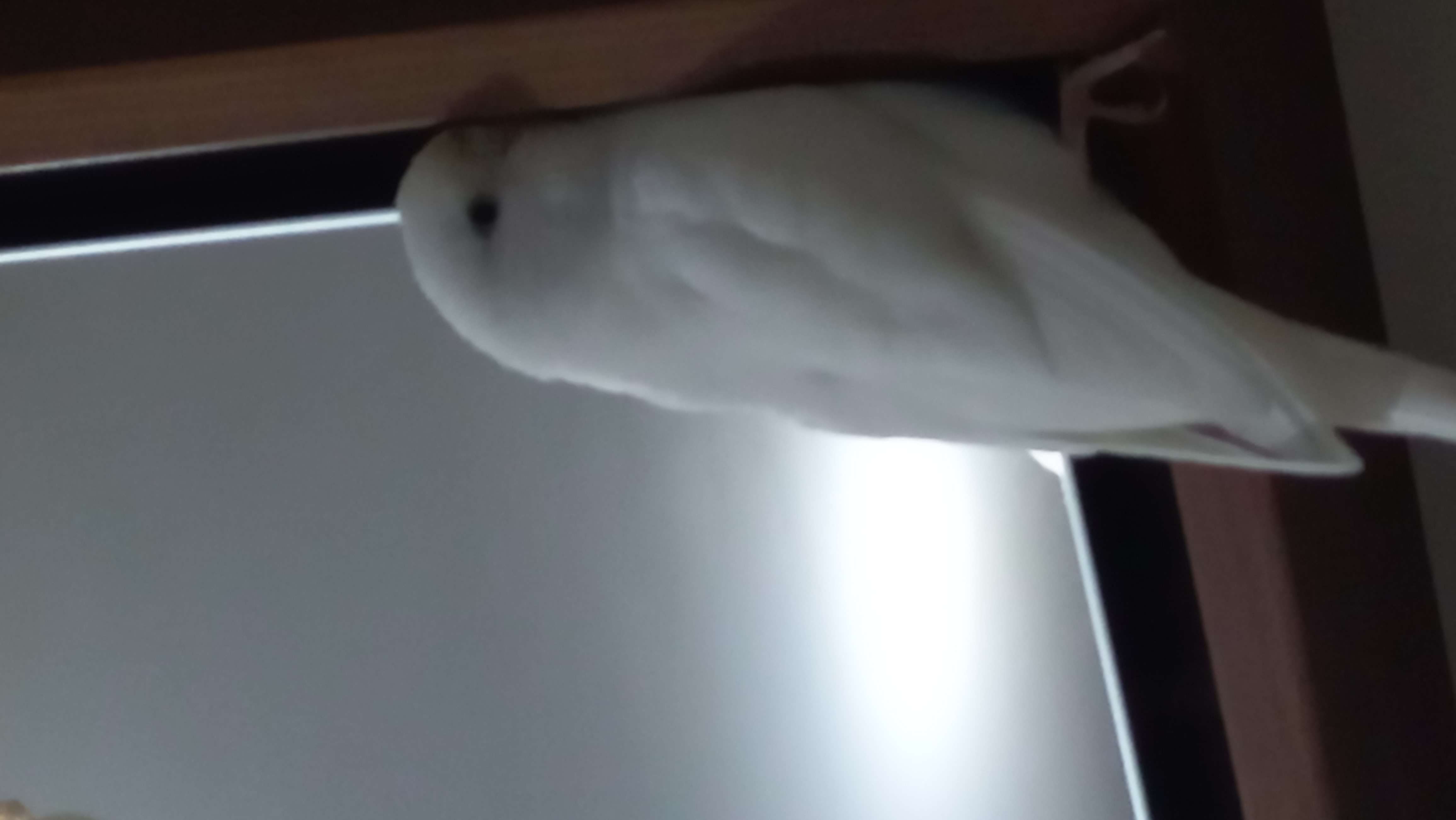 Çorlu Beyaz Muhabbet kuşu