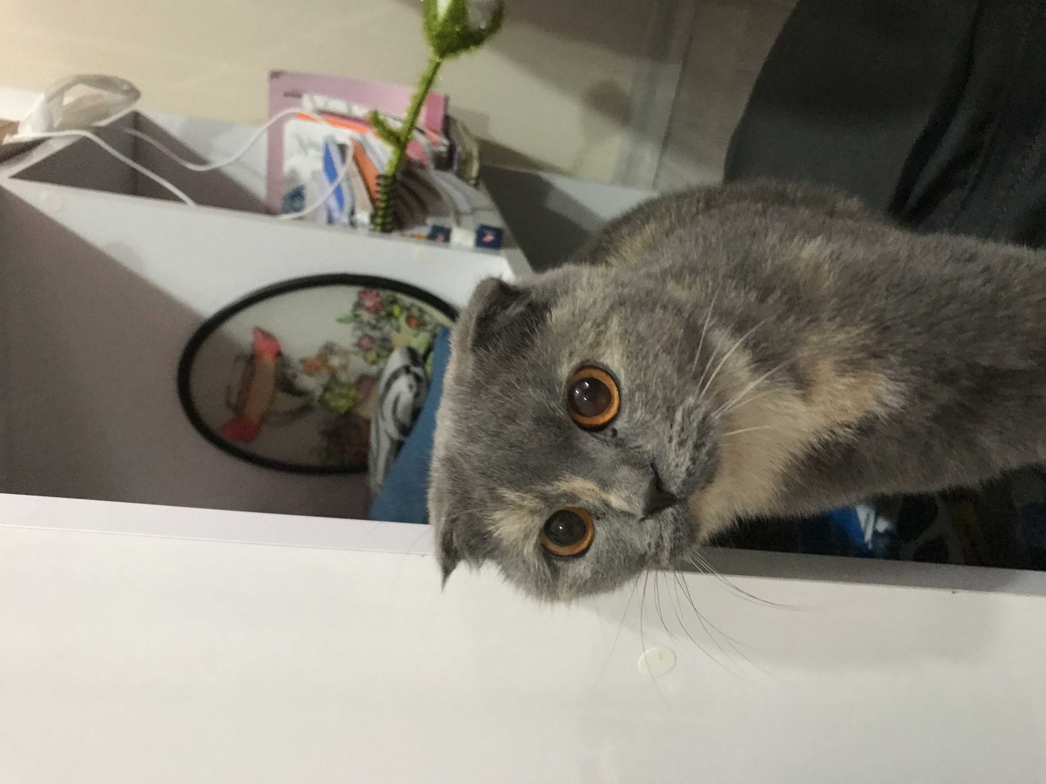 sahibi olan veya olmak isteyen İlanı 4100 Gören Duyan