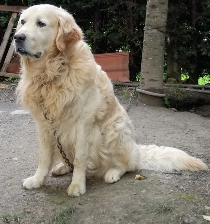 Sapanca'da kayıp Golden Retriever