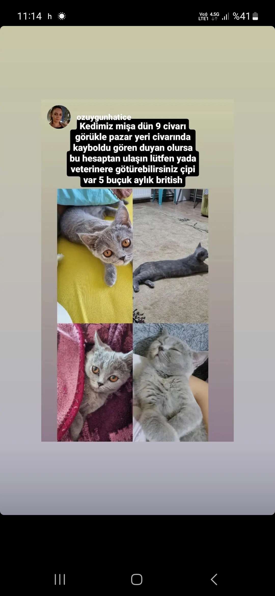 Kedim mişa kayıp 