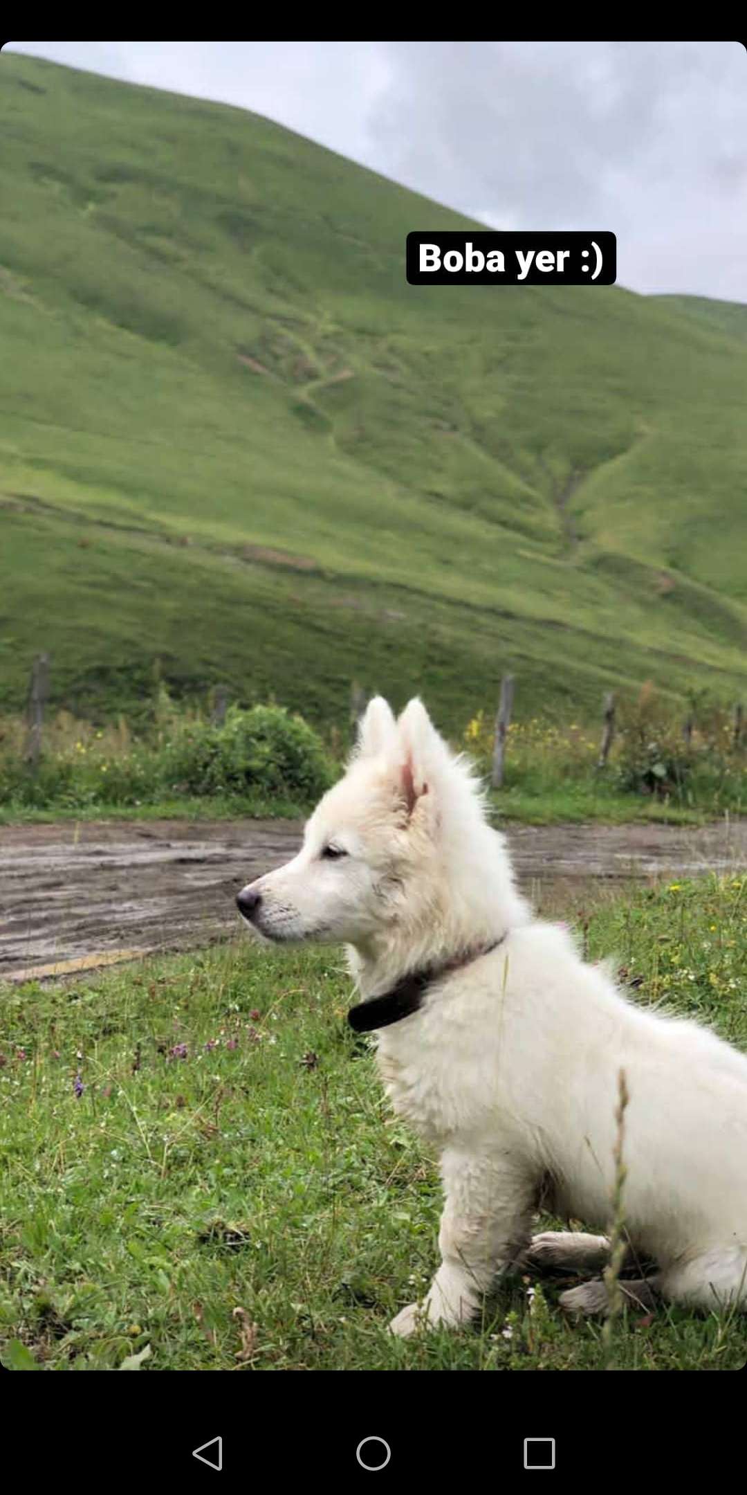 Köpeğimiz Kayıp Trabzon