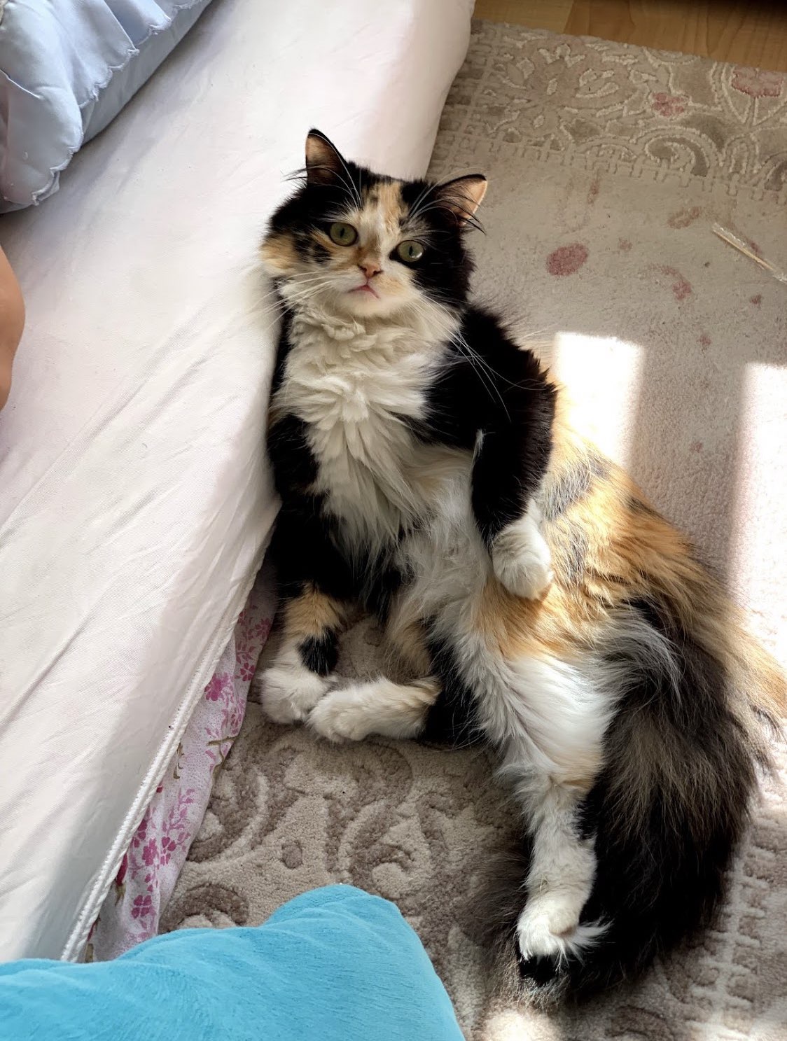 Kayıp Kedi Gören Duyan