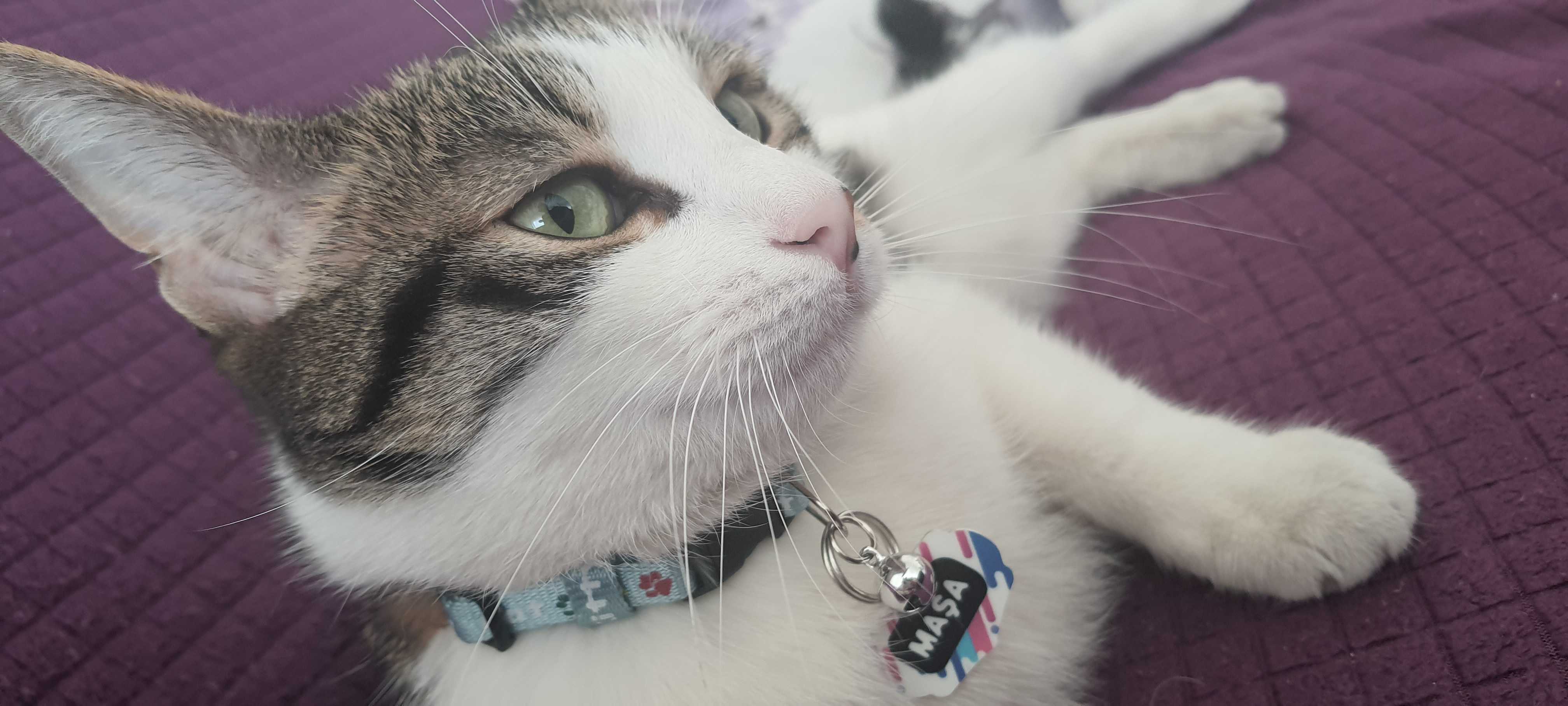 Kayıp Kedi Maşa İlanı 6945 Gören Duyan