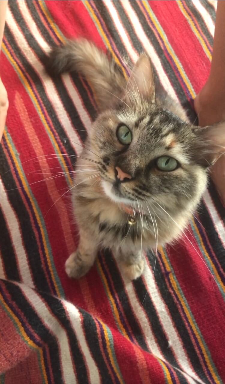 Bodrum�da kayıp kedi İlanı 2970 Gören Duyan