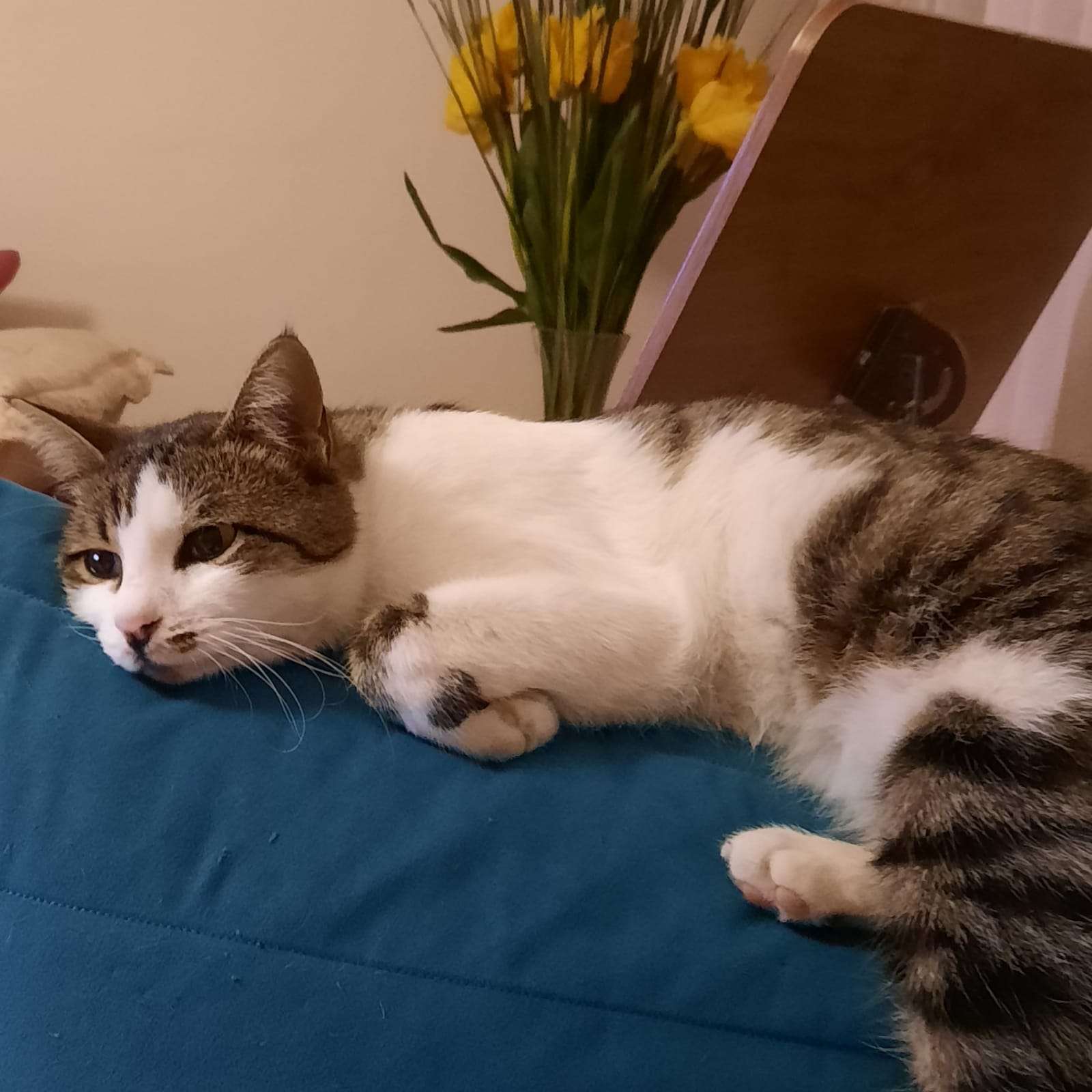 Gri-beyaz Tekir Dişi kedim Çakıl Ankara Kırkkonaklar'da kayıp:(