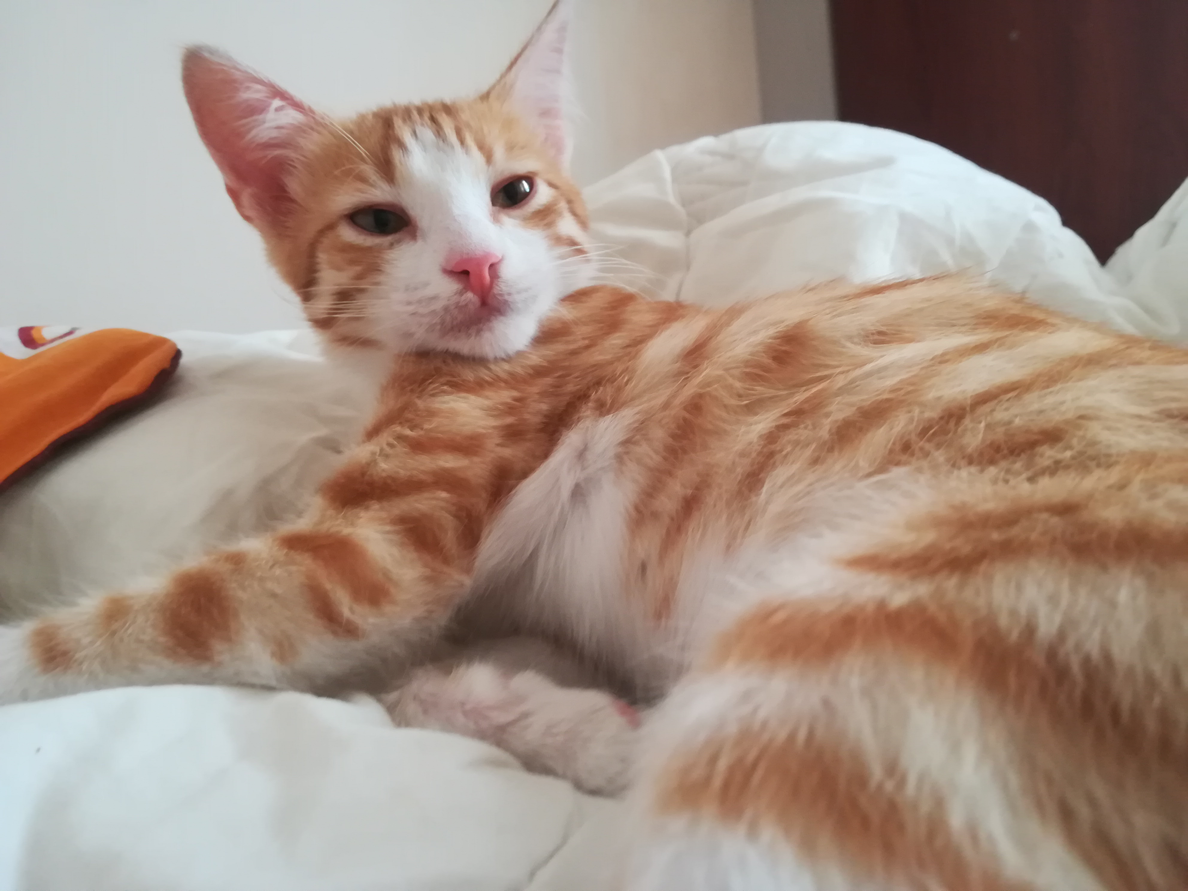 Sarman erkek kedi kayıp (6 aylık)