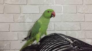 Kayıp Pakistan Papağanı