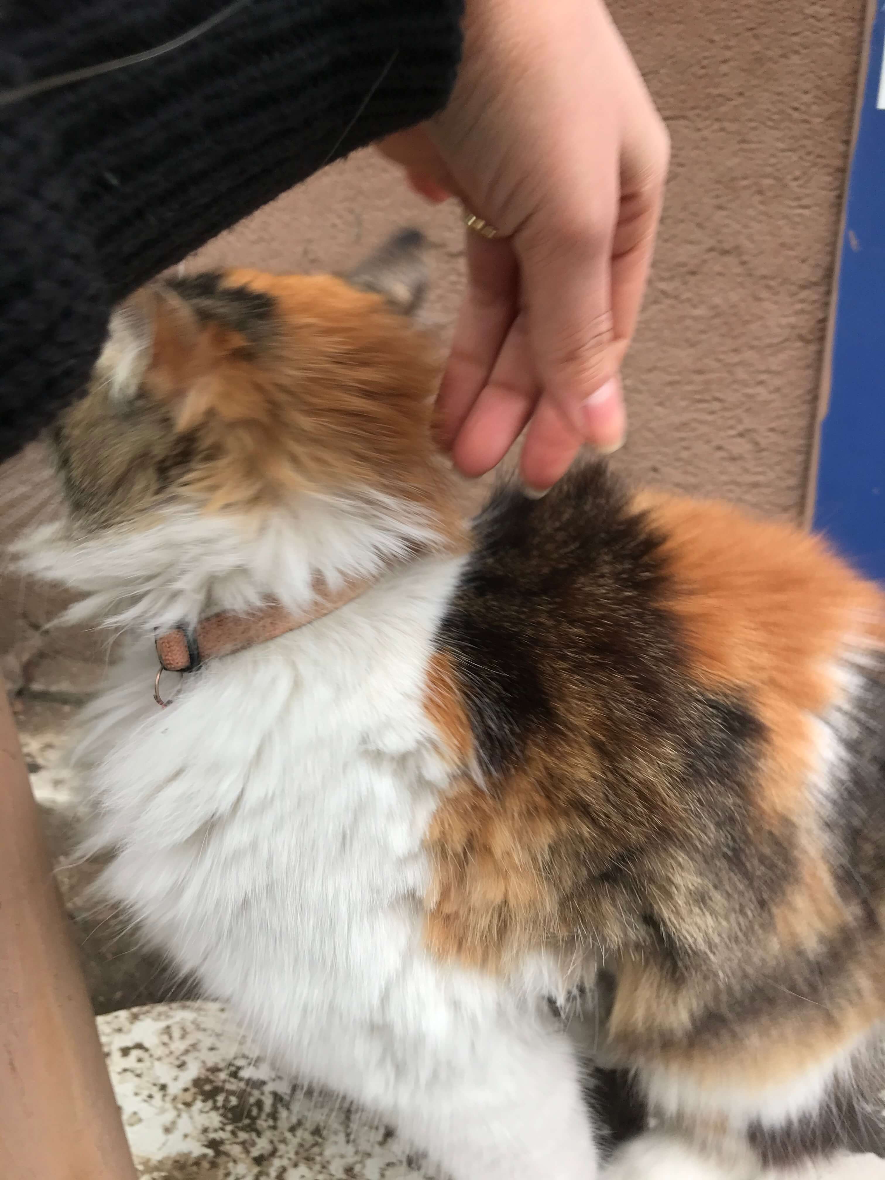 Kayıp kedi İlanı 1545 Gören Duyan