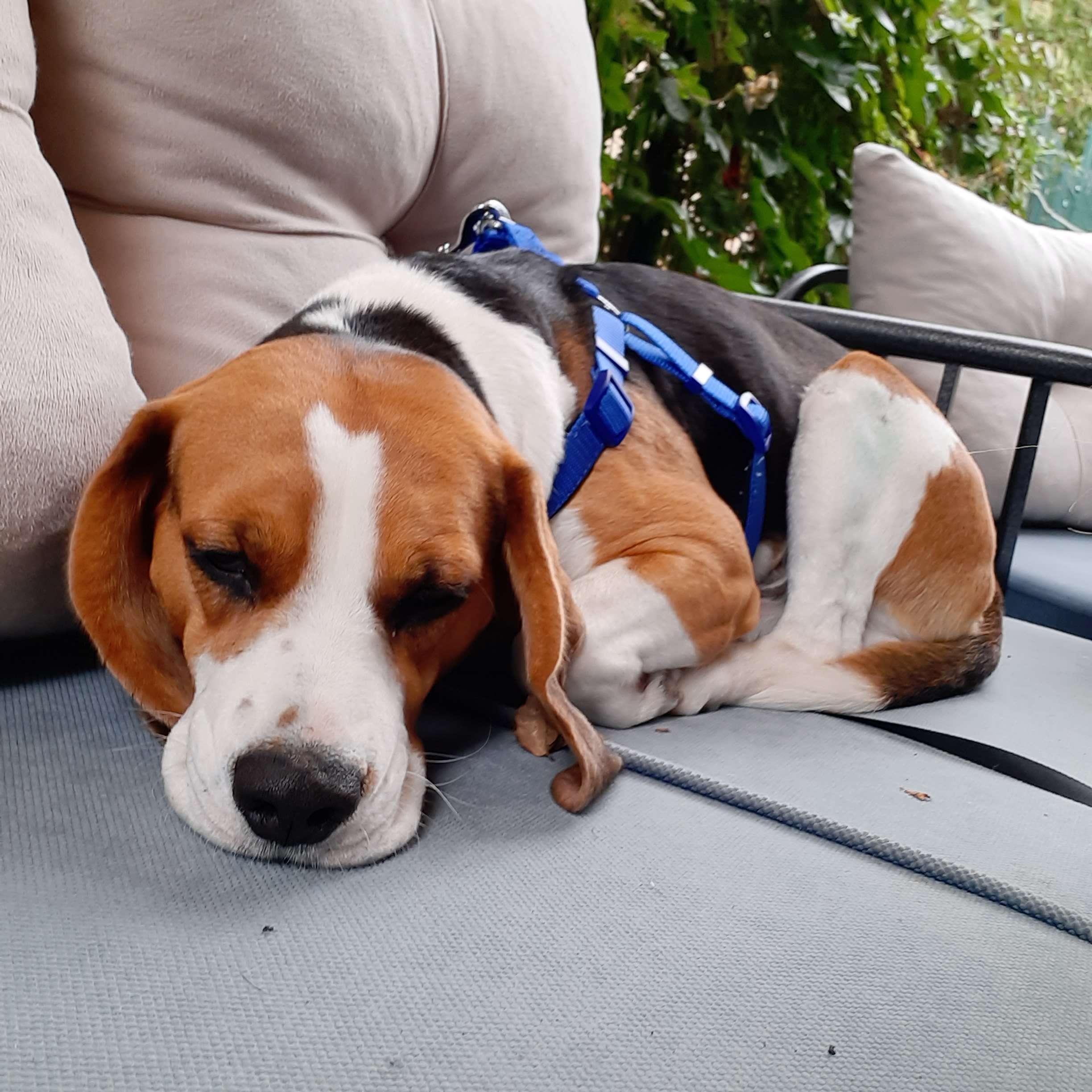 Çayyolu Ankara Beagle Erkek