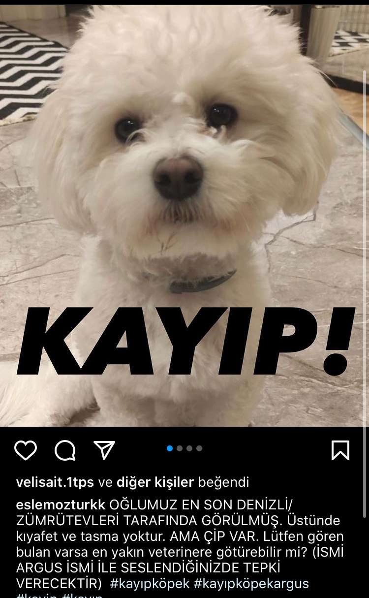 Denizli Kayıp Maltese Terrier
