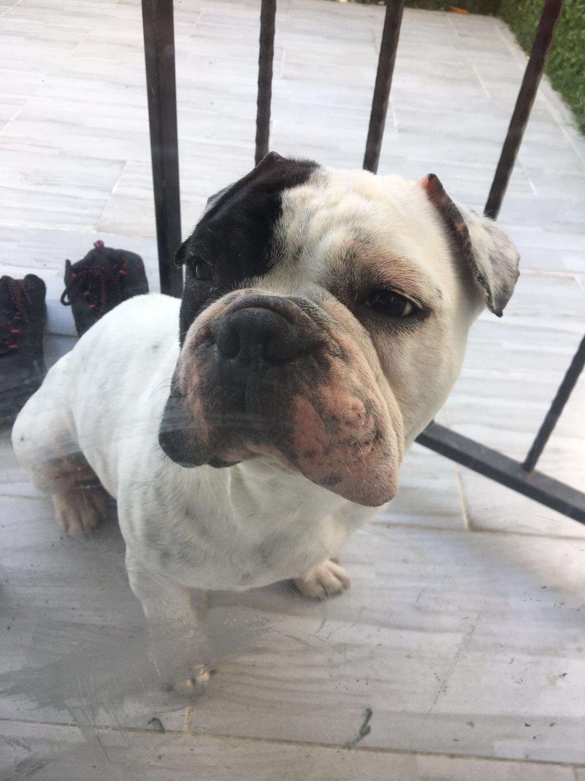 French bulldog köpeğimiz kayıp 