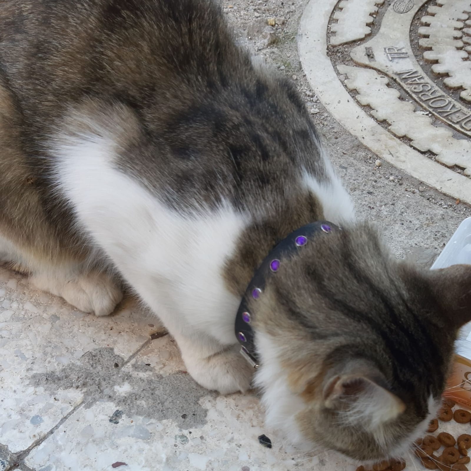 Manisa Tasmalı Uzun Tüylü Kedi Sahibi Aranıyor