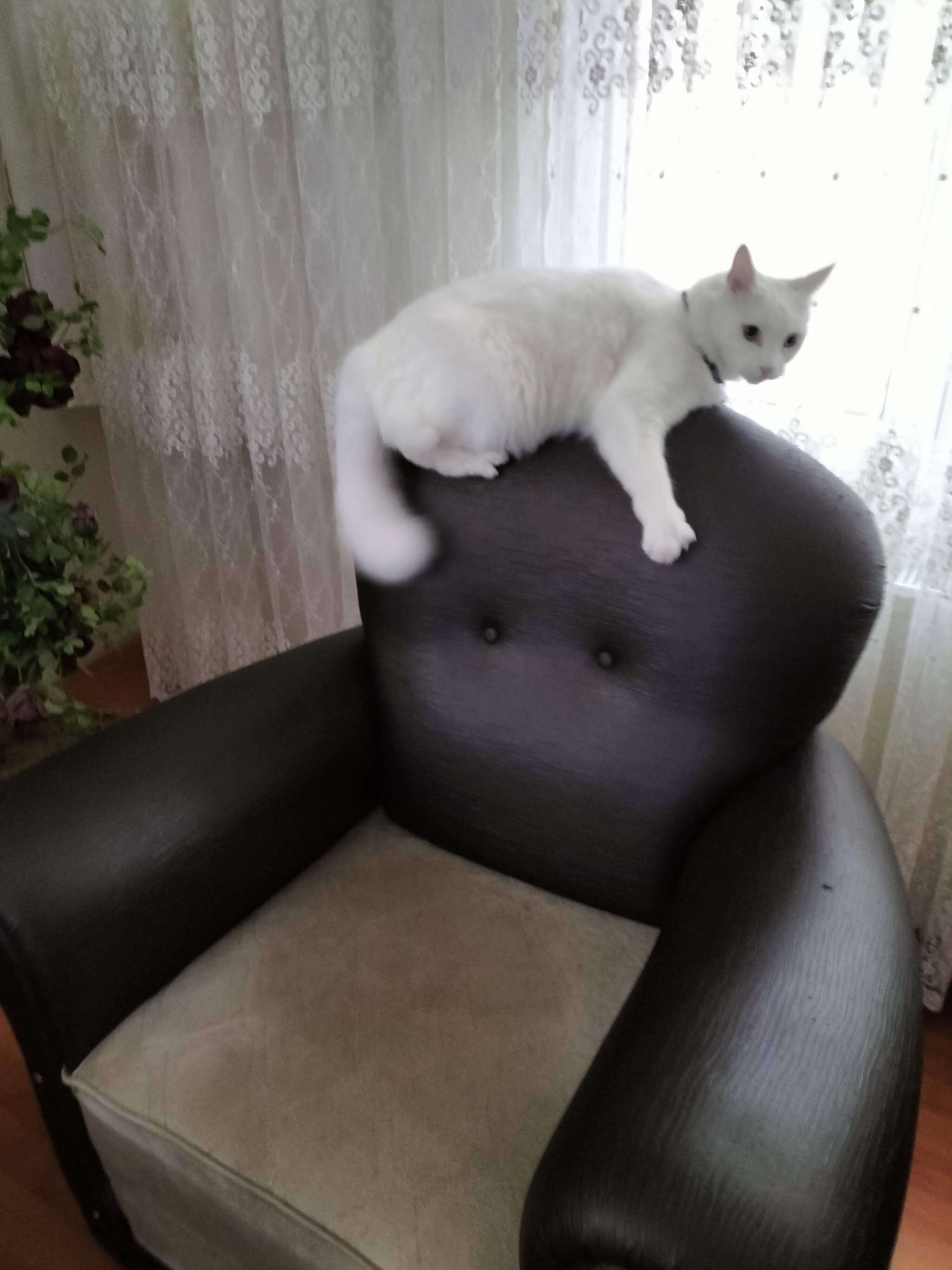 Beyaz kedi erkek ankara