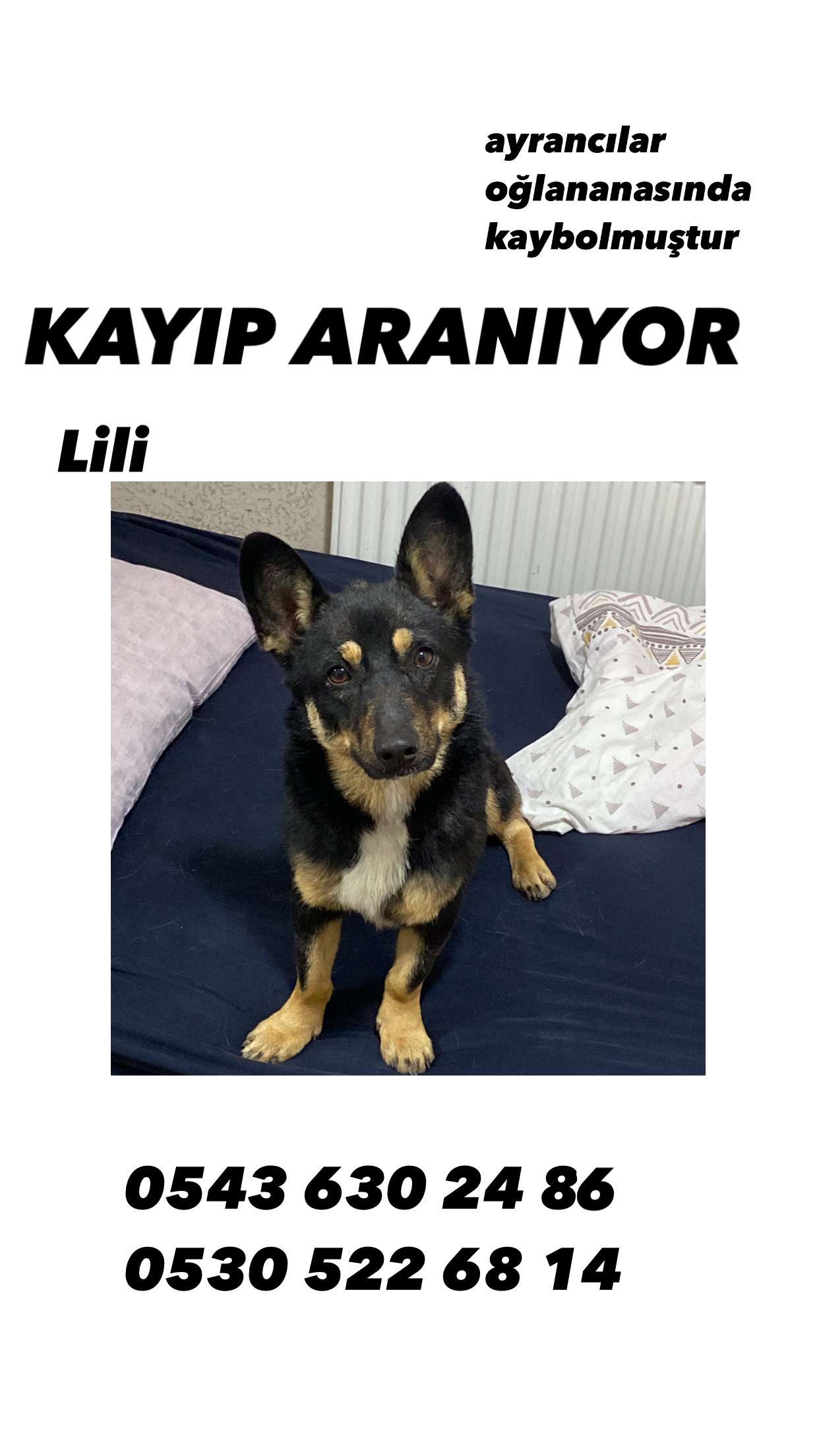 ayrancılar izmir kayıp köpek lili