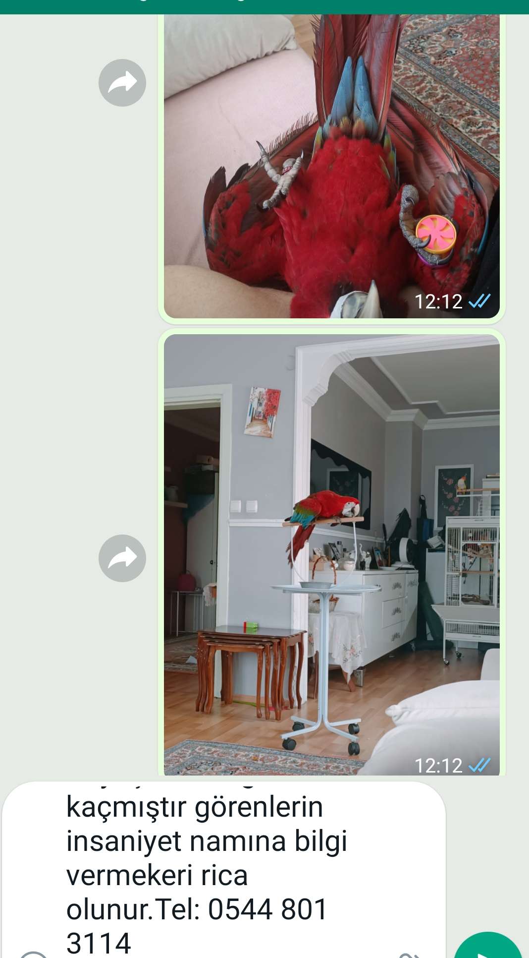 Kayıp macaw papağanı 