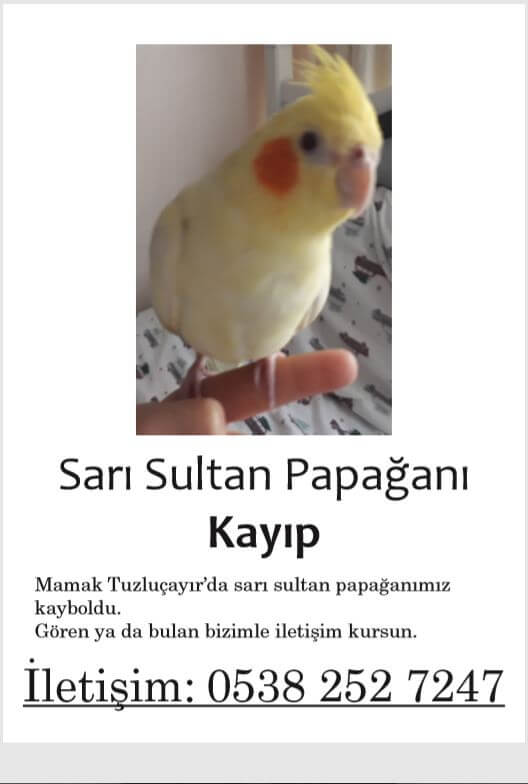 Sarı Sultan Papağanı Kayıp