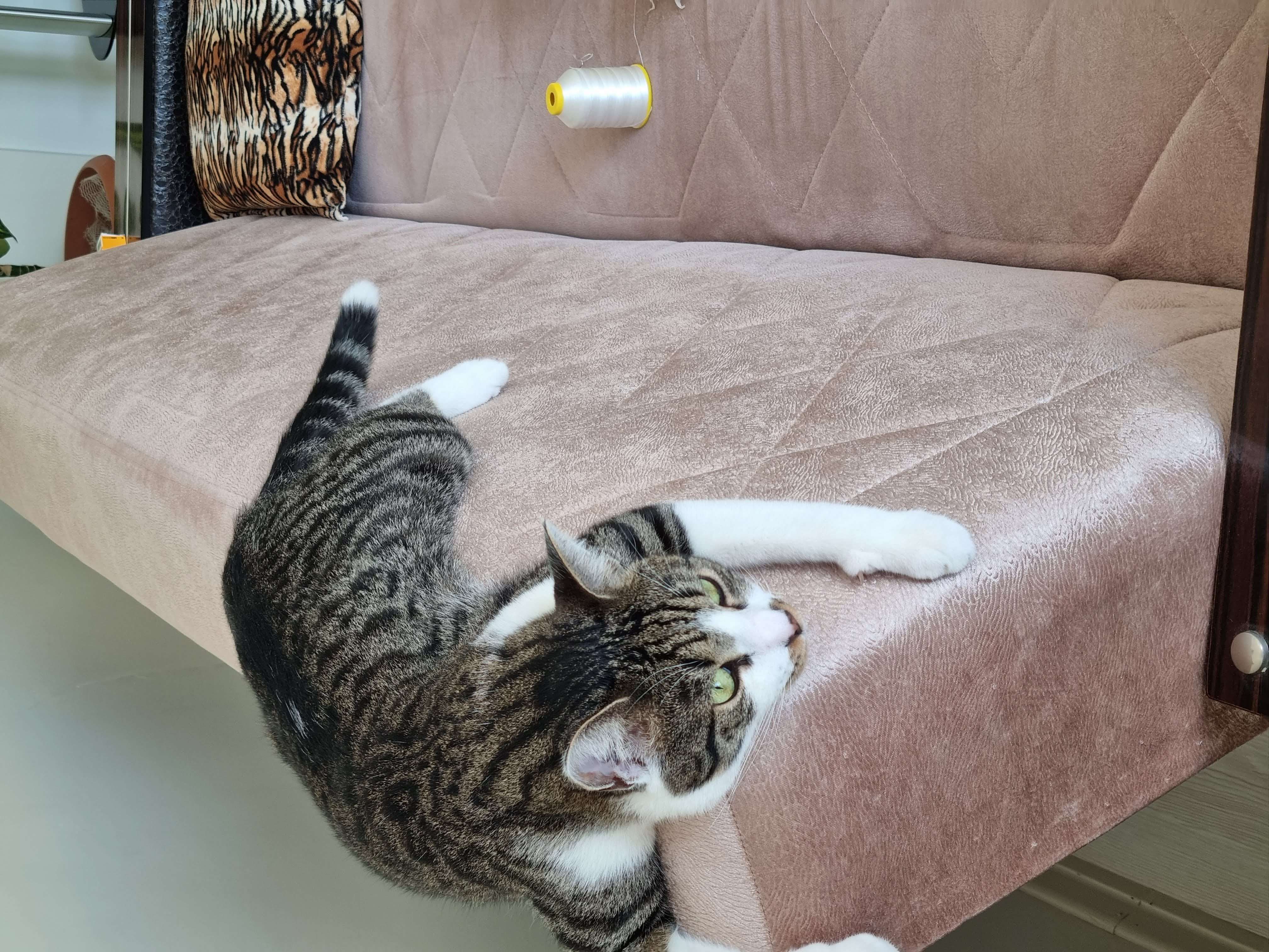 Kayıp kedi 