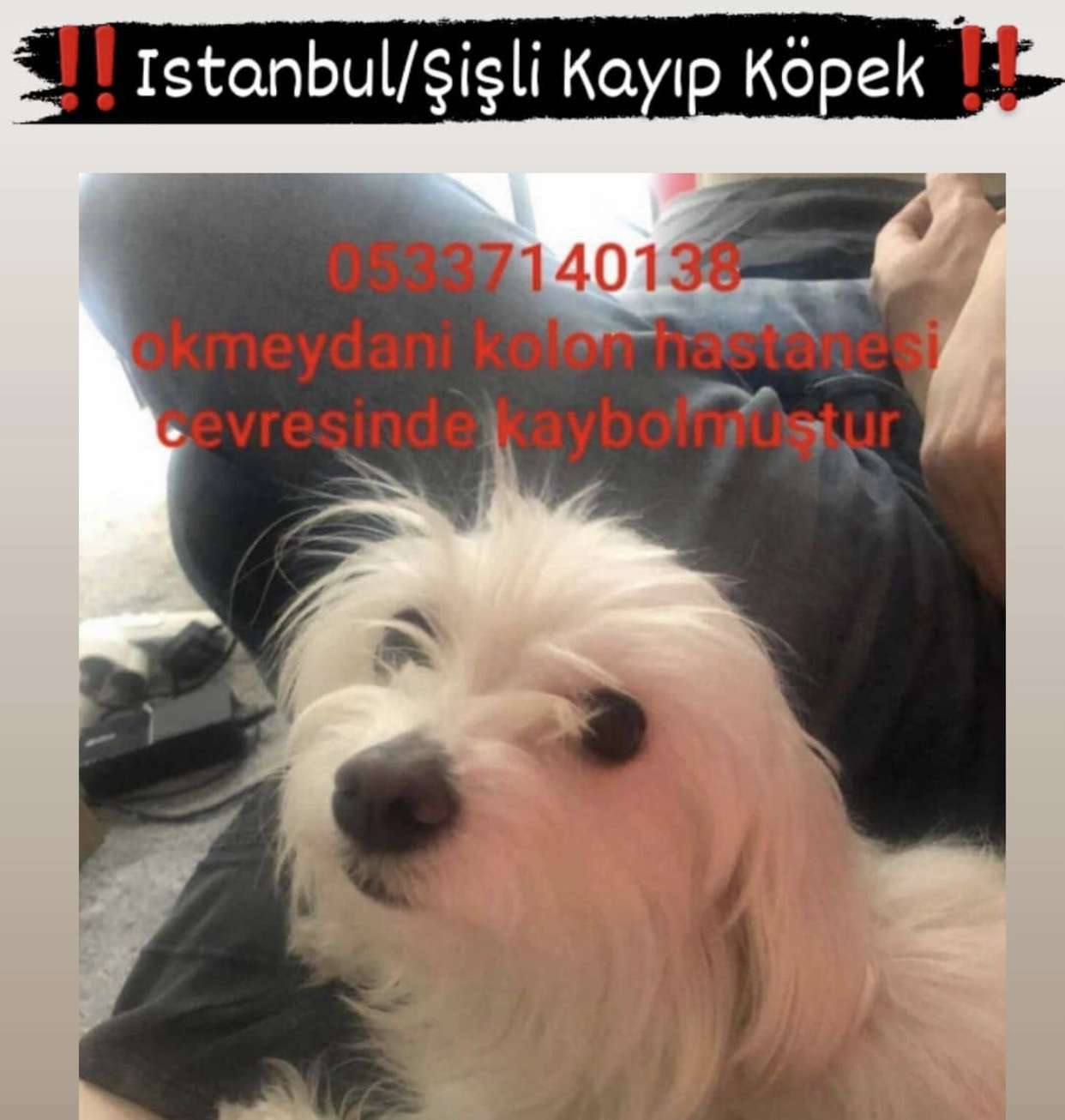 Kayip Kopek Ankara