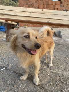 Kayıp köpek