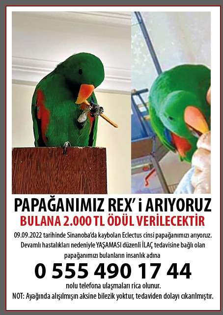 Kayıp Eclectus Papağanı, ACİL