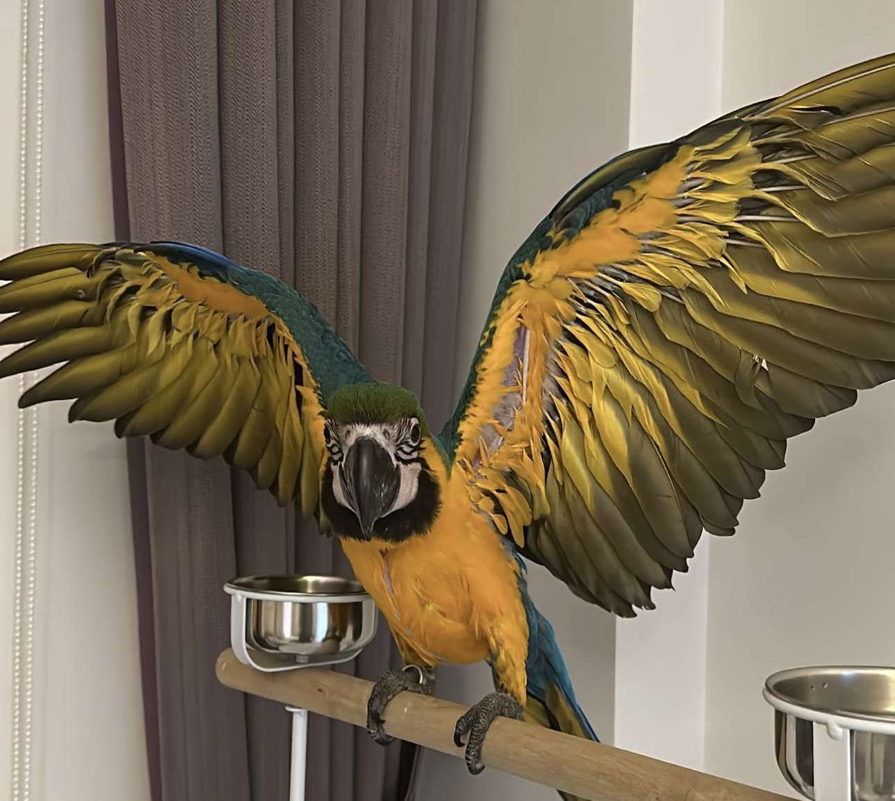 26 eylül salı günü 3 aylık macaw papağanım izmir general kazım özalp mimkent üçkuyular poligon civarında kaçmıştır bulana ödül verilecektir 05424418572 lütfen görüp duyduysanız arayın