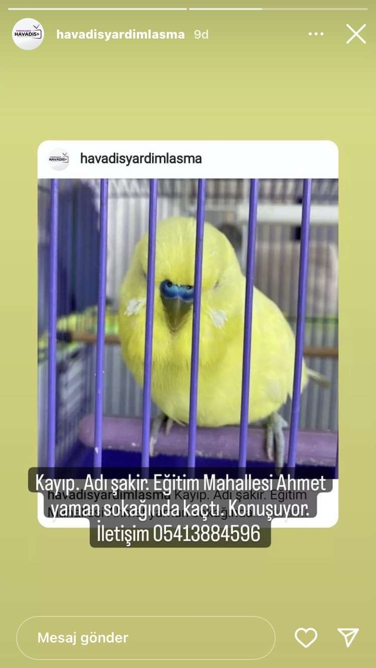 Kayıp muhabbet kuşu 