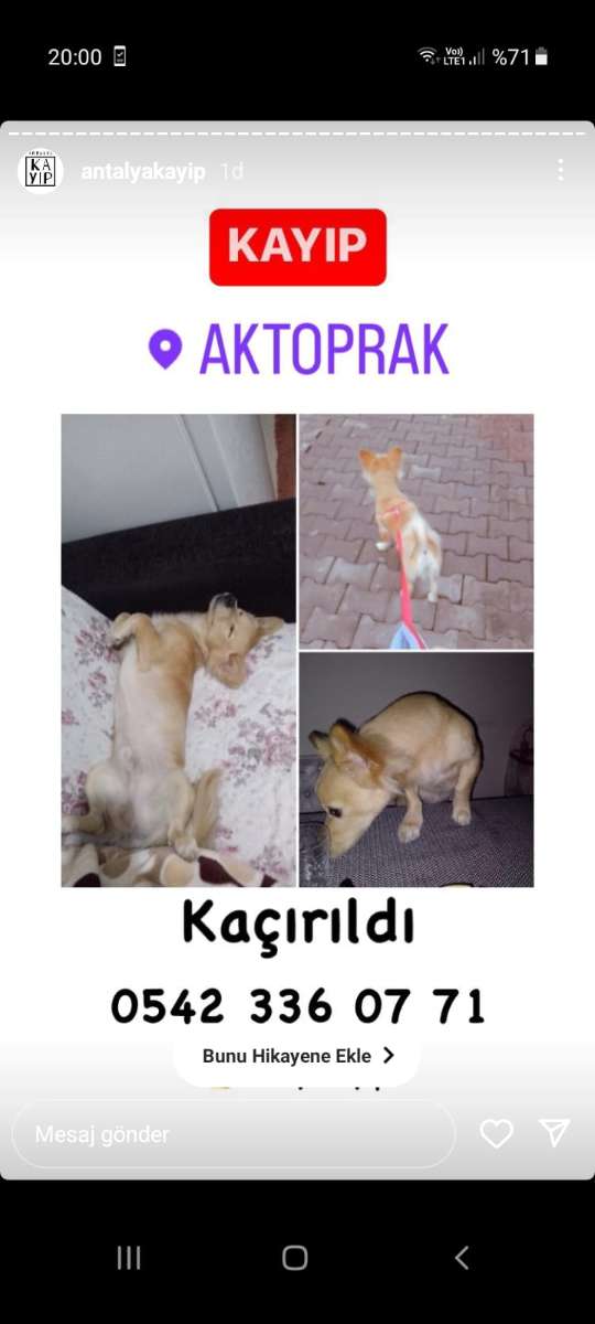 Kayıp köpek 