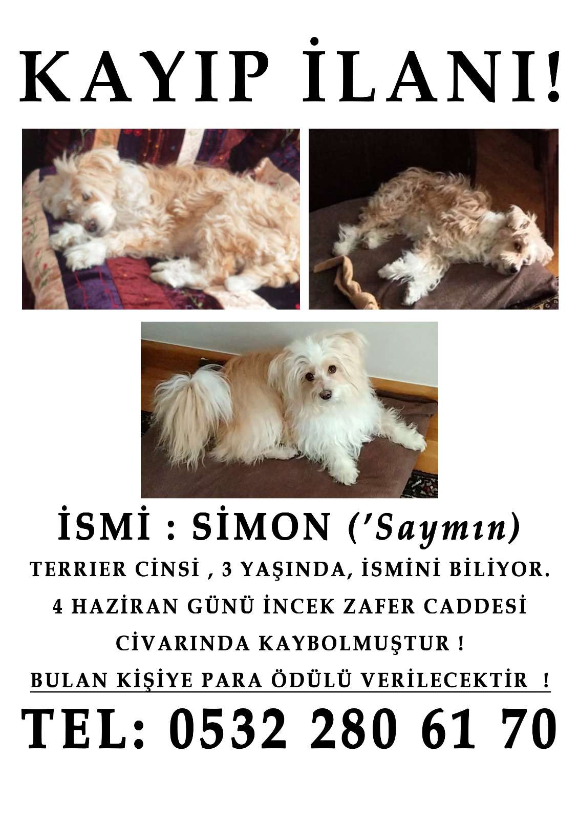 Beyaz terrier, mavi pire tasmalı KAYIP