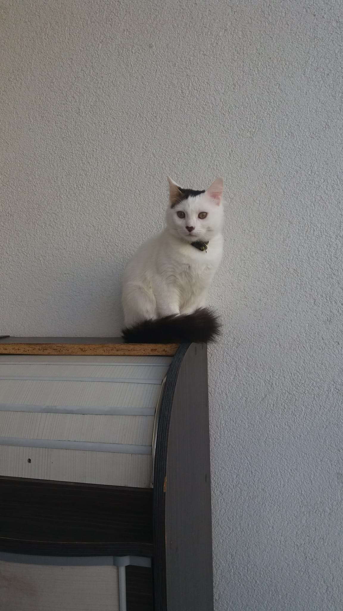 Kedim Tekir Beyaz renkli paşa kayboldu