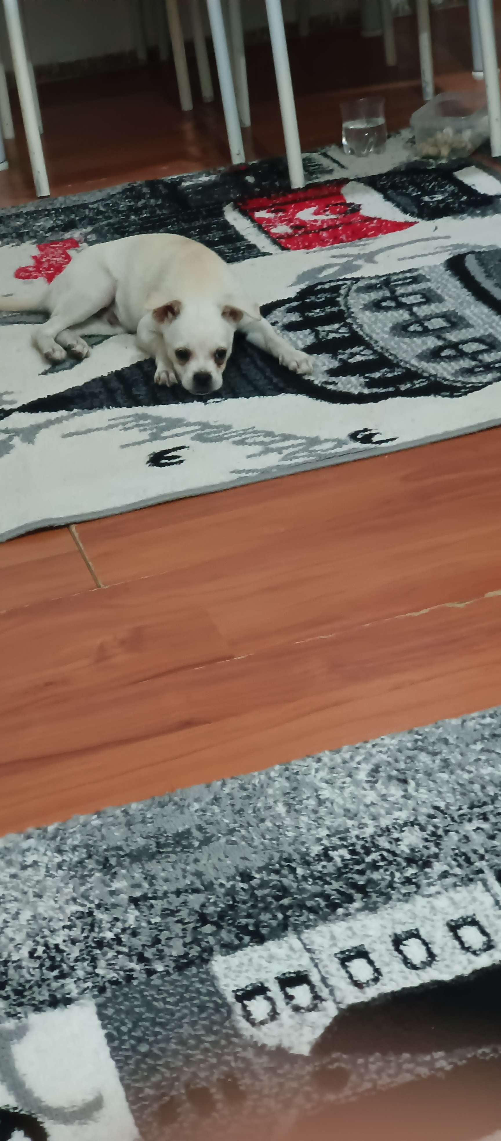 Köpek buldum acilen dönüş yapın yoksa salmak zorundayız 