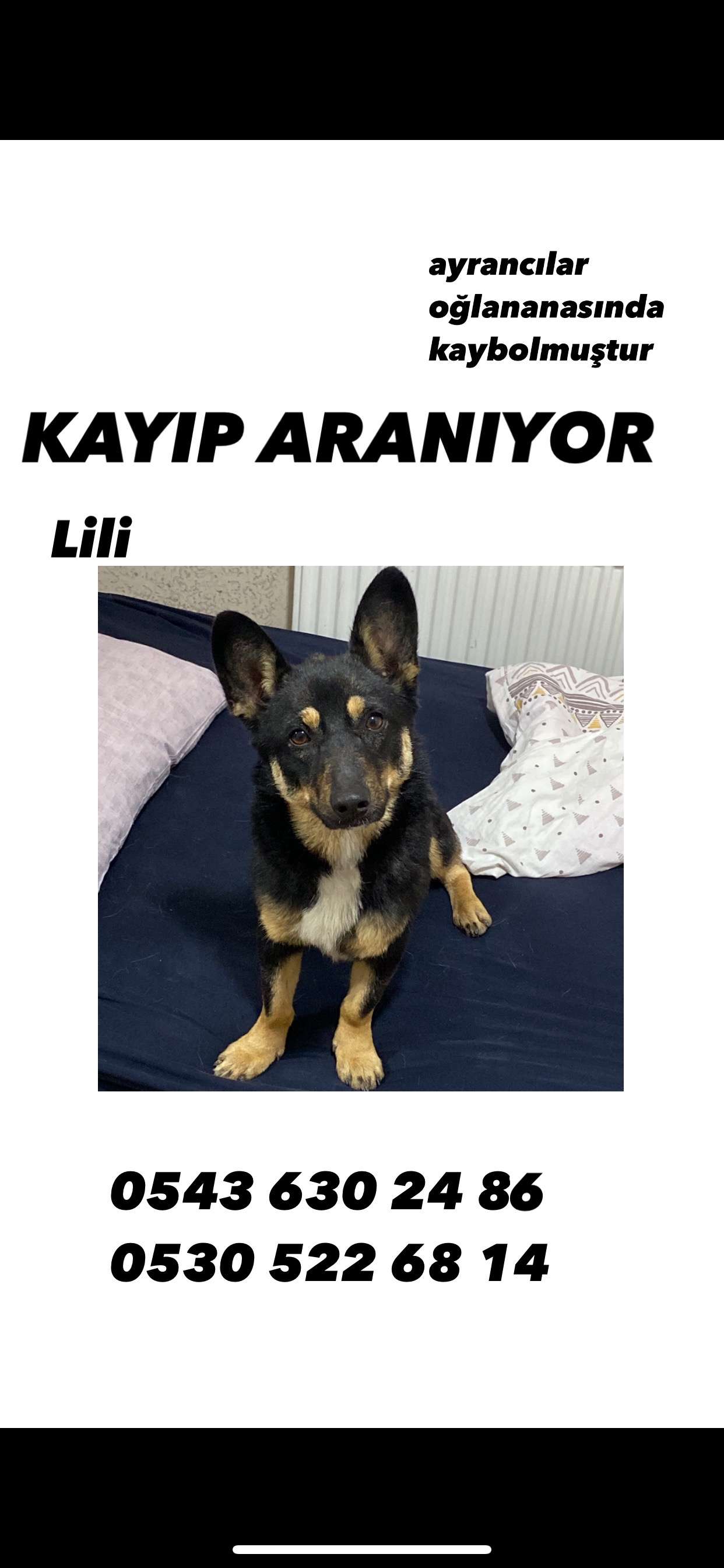 Menderes kayıp köpek lili