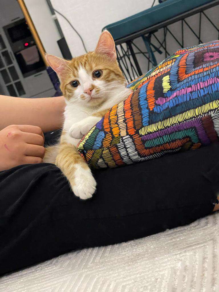 Ankara Beytepe Kayıp Sarman Kedi İlanı Ödüllü!