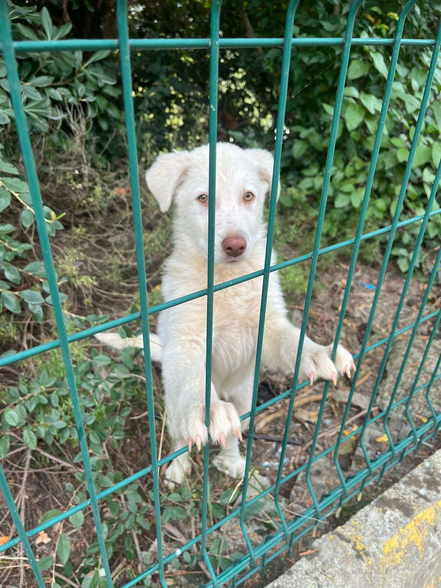 Köpeğin sahibi araniyor