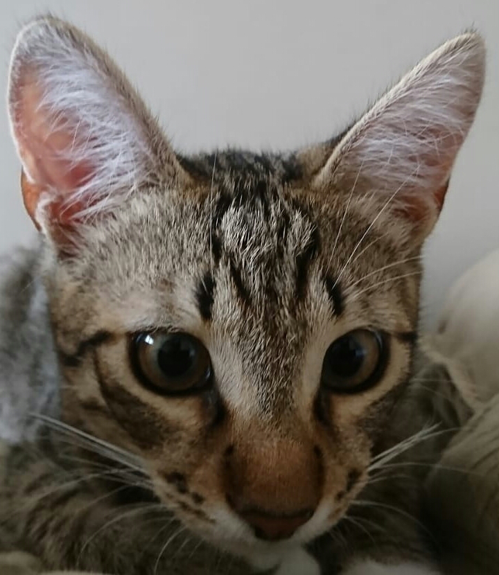 Ahmet keles Gören Duyan