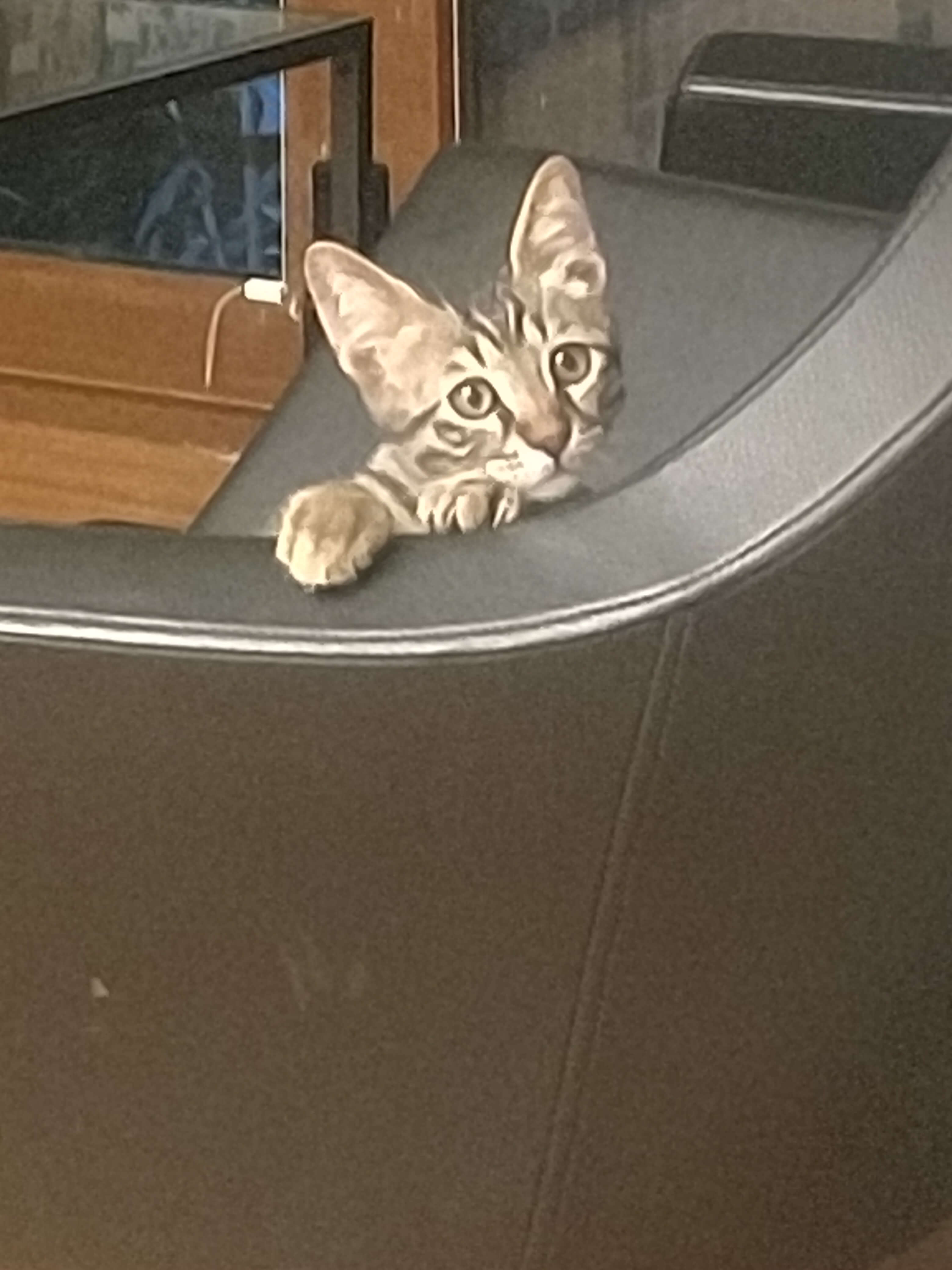 4 Aylık Kayıp Tekir Kedi İlanı 3524 Gören Duyan
