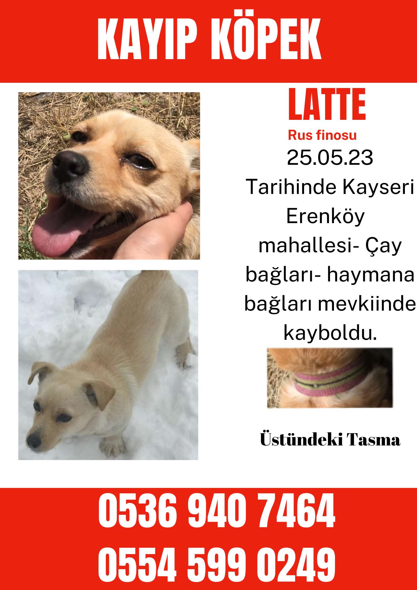 25.05.23 Tarihinde Kayseri Erenköy mahallesinde rus finosu köpeğim latte kayboldu