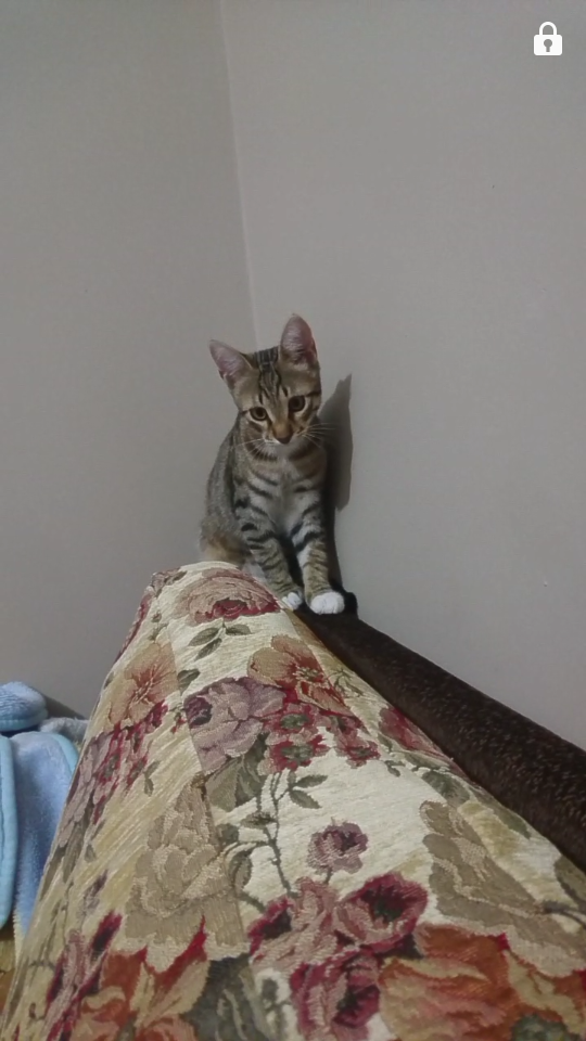 hamile kedi tüy döker mi