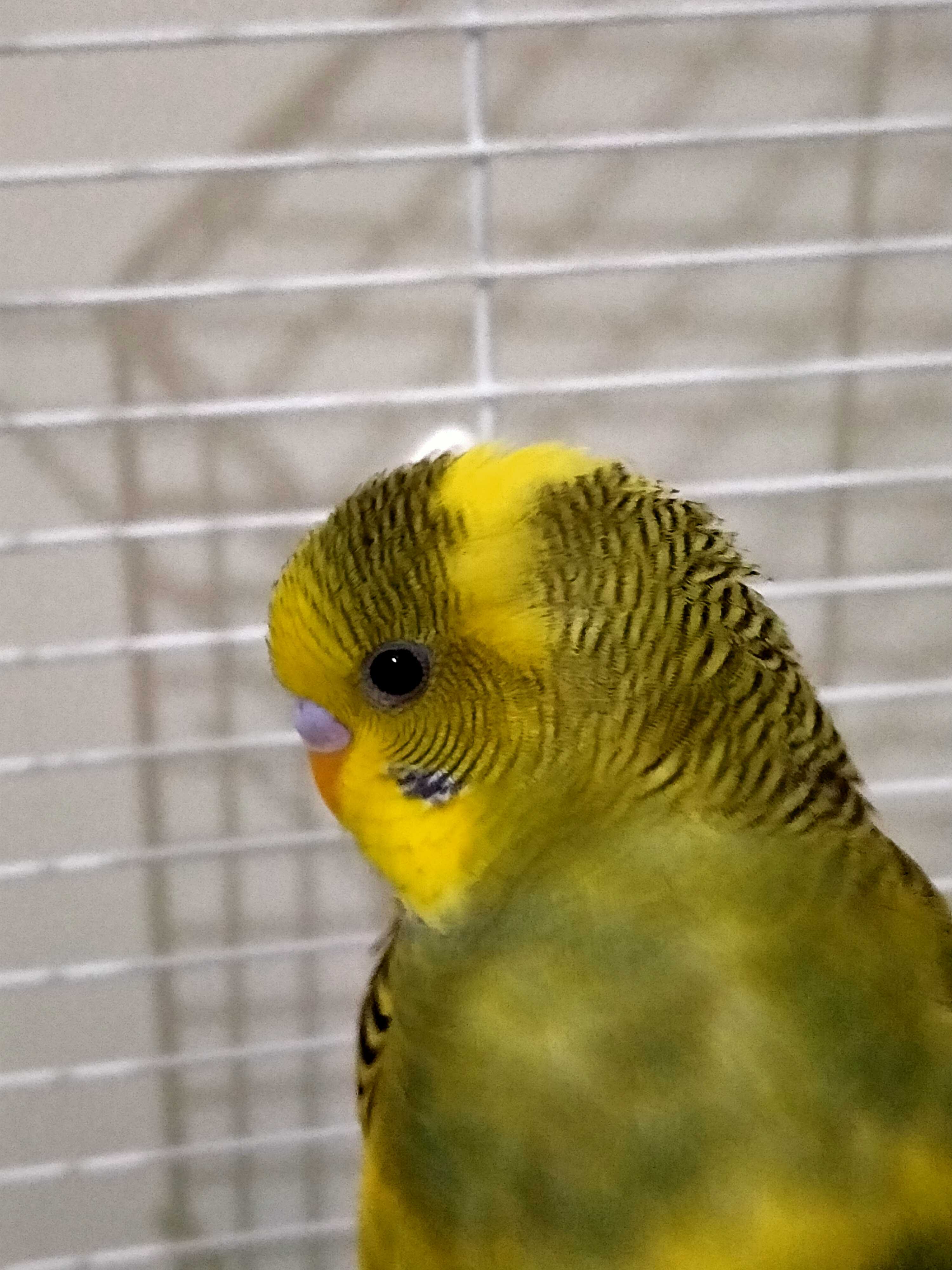 Muhabbet Kusu Adi Pasa Ilani 7374 Goren Duyan