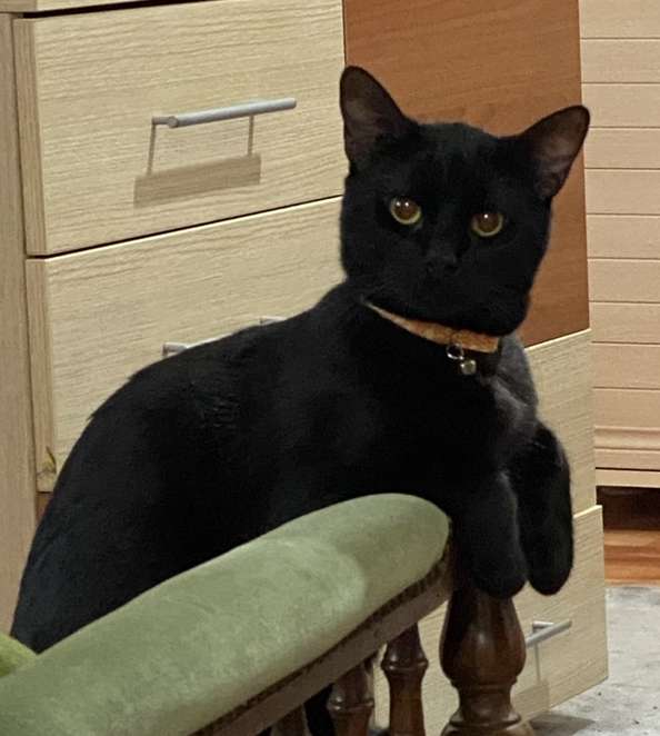 boğazıma kedi tüyü kaçtı