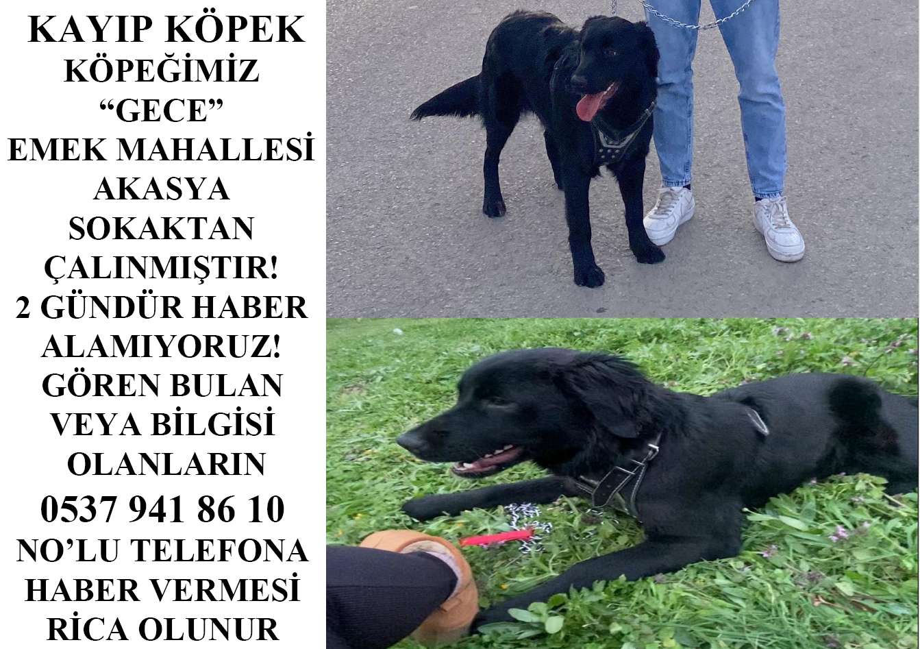 DARICA EMEK MH KAYIP LABRADOR