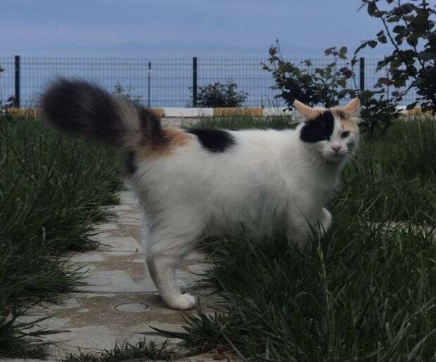 ACİL 1YAŞINDA KAYIP KEDİ İlanı 3701 Gören Duyan