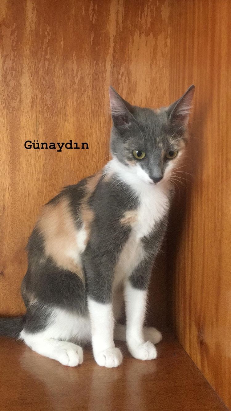 Kayıp dişi kedi