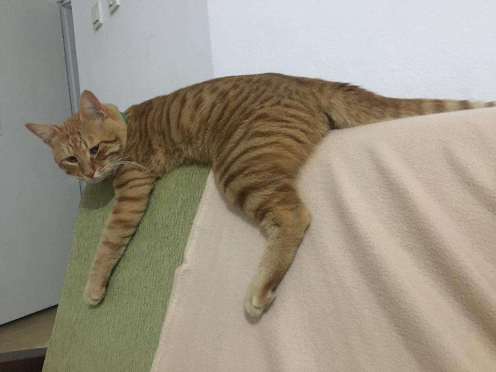 Antalya kayıp kedi — sarı renk iri kedi , yeşil tasmalı